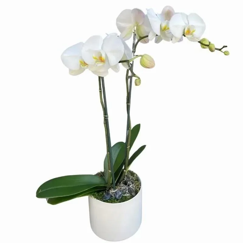 White Orchid - Premium flower arrangement | Gemma Flowers