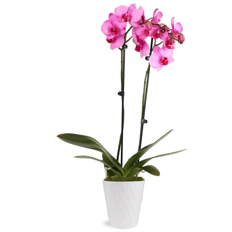 Pink or Purple Orchid - Premium flower arrangement | Gemma Flowers